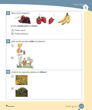 Primero básico
8	 Observa las imágenes.
¿Cómo clasificarías los frutos?
A Frutos secos.
B Frutos carnosos.
9	 ¿Qué acción permite cuidar las plantas?
A
B
10	 ¿Cuál de las siguientes plantas es chilena?
A
B
115
_ciento _quince
 