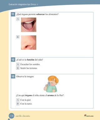 Evaluación integradora tipo Simce MR
11	 ¿Qué órgano permite saborear los alimentos?
A
B
12	 ¿Cuál es la función del oído?
A Escuchar los sonidos.
B Sentir las texturas.
13	 Observa la imagen.
¿Con qué órgano el niño siente el aroma de la flor?
A Con la piel.
B Con la nariz.
_ciento _dieciséis
116
 