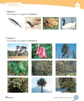 Pegatinas
189
_ciento _ochenta y nueve
Pegatina 5
Para trabajar en la página 74 (Unidad 2)
Pegatina 4
Para trabajar en la página 44 (Unidad 1)
 