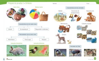 Prepara la prueba 1 • Síntesis
Características de los seres vivos
Crecen Responden a estímulos
Se reproducen
Necesidades de los seres vivos
Alimentarse Tomar agua Respirar
Características de los animales
Animales de Chile
Animales domésticos Animales silvestres
Seres vivos Materia inerte
Alimentación Cubierta corporal
Hábitat Estructuras de
desplazamiento
Reproducción
Tamaño
Nombre: Curso:
Casa del Saber
 