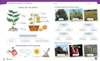 Prepara la prueba 2 • Síntesis
Las plantas pueden tener distintos tamaños:
Algunas plantas chilenas son:
Partes de una planta
Necesidades de las plantas
Nombre: Curso:
Características de las plantas
Crecen Se reproducen Responden a estímulos
Hoja
Tallo
Raíz
F_lor
F_ruto
Semilla
Tallos
Duros Blandos
Frutos
Secos Carnosos
Pétalos
Redondos Alargados
Semillas
Redondas Alargadas
Agua Aire Luz del Sol
Tierra
Árbol
Araucaria
Arbusto
Copihue
Hierbas
Quisco
Casa del Saber
 