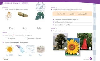 Pega
aquí
Pega
aquí
Pega
aquí
Pega
aquí
Pega
aquí
Módulo 3
4.	 Completa las oraciones con las palabras del recuadro.
a.	 Las plantas se pueden clasificar según su .
b.	 Los frutos pueden ser carnosos o .
c.	 La maravilla es una semilla .
Módulo 4
5.	 Pinta las plantas chilenas.
Módulo 1
1.	 Une la parte de las plantas con su nombre.
Módulo 2
2.	 Marca con un una característica de las plantas.
Se desplazan Responden a estímulos
3.	 Encierra lo que necesita la planta para vivir.
Prepara la prueba 2 • Repaso Desprende,		
responde		
y	pega	en		
tu	cuaderno
Hoja Raíz Tallo
_tamaño secos _alargada
Aire Tierra
Agua
Luz del Sol
Wikimedia Commons
Casa del Saber
 