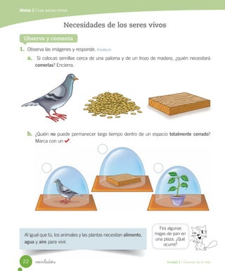 Módulo 2 / Los seres vivos
Observa y comenta
Necesidades de los seres vivos
Al	igual	que	tú,	los	animales	y	las	plantas	necesitan	alimento,	
agua	y	aire	para	vivir.
1.	 Observa	las	imágenes	y	responde.	Predecir
a.	 	Si	colocas	semillas	cerca	de	una	paloma	y	de	un	trozo	de	madera,	¿quién	necesitará	
comerlas?	Encierra.
b.	 ¿Quién	no	puede	permanecer	largo	tiempo	dentro	de	un	espacio	totalmente cerrado?	
Marca	con	un	 .
Tira	algunas
migas	de	pan	en	
una	plaza.	¿Qué	
ocurre?
22 Unidad 1 / Ciencias de la vida
veintidós
 