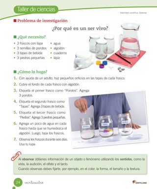 Taller	de	ciencias
¿Cómo lo hago?
1.	 Con	ayuda	de	un	adulto,	haz	pequeños	orificios	en	las	tapas	de	cada	frasco.
2.	 Cubre	el	fondo	de	cada	frasco	con	algodón.	
3.	 Etiqueta	el	primer	frasco	como	“Porotos”.	Agrega	
3	porotos.
4.	 Etiqueta	el	segundo	frasco	como	
“Tapas”.	Agrega	3	tapas	de	bebida.
5.	 Etiqueta	el	tercer	frasco	como	
“Piedras”.	Agrega	3	piedras	pequeñas.
6.	 Agrega	un	poco	de	agua	en	cada	
frasco	hasta	que	se	humedezca	el	
algodón.	Luego,	tapa	los	frascos.
7.	 Observa	los	frascos	durante	seis	días.	
Usa	tu	lupa.
Habilidad científica: Observar
¿Qué necesito?
•	 3	frascos	con	tapa
•	 3	semillas	de	porotos	
•	 3	tapas	de	bebida
•	 3	piedras	pequeñas
•	 agua
•	 algodón
•	 cuaderno
•	 lápiz
Problema de investigación
¿Por qué es un ser vivo?
Al	observar	obtienes	información	de	un	objeto	o	fenómeno	utilizando	los	sentidos,	como	la	
vista,	la	audición,	el	olfato	y	el	tacto.
Cuando	observas	debes	fijarte,	por	ejemplo,	en	el	color,	la	forma,	el	tamaño	y	la	textura.
“Porotos”. Agrega
días.
24 veinticuatro
 