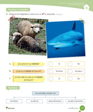 Clasificar y comparar animales según hábitats
y estructuras de desplazamiento
Practica y resuelve
2.	 Observa	las	fotografías	y	marca	con	un	 	tu	respuesta.	Comparar
Los	animales	pueden	ser
terrestres acuáticos aéreo-terrestres acuático-terrestres
a.	
b.	
c.	
¿Puede	vivir	la	oveja	en	el	hábitat
del	tiburón?
¿Cuál	es	el	hábitat	del	tiburón?
¿Se	parecen	sus	hábitats?
Sintetiza
Sí No
Terrestre Acuático
Sí No
29
veintinueve
 