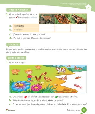 Clasificar y comparar animales según hábitats
y estructuras de desplazamiento
Practica y resuelve
2. Observa	las	fotografías	y	marca
con	un	 	tu	respuesta.	Comparar
Tiene	patas
Tiene	alas
a.	
b.	
c. ¿En	qué	se	parecen	el	ciervo	y	la	rana?
d. ¿Por	qué	el	ciervo	es	diferente	a	la	mariposa?
1. Observa	la	imagen.
a. Encierra	con								los	animales domésticos	y	con								los	animales silvestres.
b. Pinta	el	hábitat	de	los	peces.	¿Es	el	mismo	hábitat	de	la	vaca?
c. Encierra	la	estructura	de	desplazamiento	de	la	vaca	y	de	la	abeja.	¿Es	la	misma	estructura?
Ponte a prueba
Los	animales	pueden	caminar,	correr	o	saltar	con	sus	patas,	reptar	con	su	cuerpo,	volar	con	sus	
alas	o	nadar	con	sus	aletas.
Sintetiza
31
_treinta y _uno
 