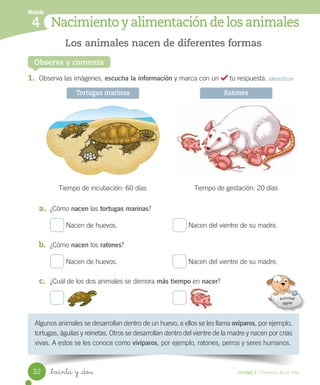 Módulo
Nacimiento y alimentación de los animales
4
Observa y comenta
Algunos	animales	se	desarrollan	dentro	de	un	huevo,	a	ellos	se	les	llama	ovíparos,	por	ejemplo,	
tortugas,	águilas	y	reinetas.	Otros	se	desarrollan	dentro	del	vientre	de	la	madre	y	nacen	por	crías	
vivas.	A	estos	se	les	conoce	como	vivíparos,	por	ejemplo,	ratones,	perros	y	seres	humanos.
Los animales nacen de diferentes formas
Tiempo	de	incubación:	60	días Tiempo	de	gestación:	20	días
1. Observa	las	imágenes,	escucha la información	y	marca	con	un	 	tu	respuesta.	Identificar
a. ¿Cómo	nacen	las	tortugas marinas?
	Nacen	de	huevos.	 	Nacen	del	vientre	de	su	madre.
b. ¿Cómo	nacen	los	ratones?
	Nacen	de	huevos.	 	Nacen	del	vientre	de	su	madre.
c. ¿Cuál	de	los	dos	animales	se	demora	más tiempo	en	nacer?
Tortugas marinas Ratones
32 Unidad 1 / Ciencias de la vida
_treinta y _dos
 