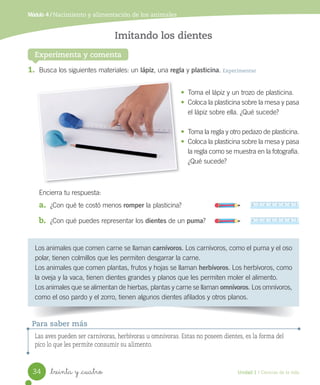 Módulo 4 / Nacimiento y alimentación de los animales
Experimenta y comenta
Imitando los dientes
Los	animales	que	comen	carne	se	llaman	carnívoros.	Los	carnívoros,	como	el	puma	y	el	oso	
polar,	tienen	colmillos	que	les	permiten	desgarrar	la	carne.
Los	animales	que	comen	plantas,	frutos	y	hojas	se	llaman	herbívoros.	Los	herbívoros,	como	
la	oveja	y	la	vaca,	tienen	dientes	grandes	y	planos	que	les	permiten	moler	el	alimento.
Los	animales	que	se	alimentan	de	hierbas,	plantas	y	carne	se	llaman	omnívoros.	Los	omnívoros,	
como	el	oso	pardo	y	el	zorro,	tienen	algunos	dientes	afilados	y	otros	planos.
1.	 Busca	los	siguientes	materiales:	un	lápiz,	una	regla	y	plasticina.	Experimentar
•	 Toma	el	lápiz	y	un	trozo	de	plasticina.
•	 Coloca	la	plasticina	sobre	la	mesa	y	pasa	
el	lápiz	sobre	ella.	¿Qué	sucede?
•	 Toma	la	regla	y	otro	pedazo	de	plasticina.	
•	 Coloca	la	plasticina	sobre	la	mesa	y	pasa	
la	regla	como	se	muestra	en	la	fotografía.	
¿Qué	sucede?
Encierra	tu	respuesta:
a.	 ¿Con	qué	te	costó	menos	romper	la	plasticina?
b.	 ¿Con	qué	puedes	representar	los	dientes	de	un	puma?
Las aves pueden ser carnívoras, herbívoras u omnívoras. Estas no poseen dientes, es la forma del
pico lo que les permite consumir su alimento.
Para saber más
34 Unidad 1 / Ciencias de la vida
_treinta y _cuatro
 