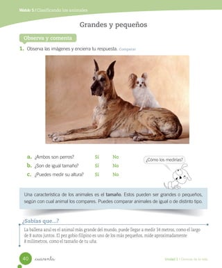 Módulo 5 / Clasificando los animales
Observa y comenta
Grandes y pequeños
Una	característica	de	los	animales	es	el	tamaño.	Estos	pueden	ser	grandes	o	pequeños,	
según	con	cual	animal	los	compares.	Puedes	comparar	animales	de	igual	o	de	distinto	tipo.
1.	 Observa	las	imágenes	y	encierra	tu	respuesta.	Comparar
a.	 ¿Ambos	son	perros?	 Sí No
b.	 ¿Son	de	igual	tamaño?	 Sí No
c.	 ¿Puedes	medir	su	altura?	 Sí No
¿Cómo	los	medirías?
La ballena azul es el animal más grande del mundo, puede llegar a medir 34 metros, como el largo
de 8 autos juntos. El pez gobio filipino es uno de los más pequeños, mide aproximadamente
8 milímetros, como el tamaño de tu uña.
¿Sabías que...?
40 Unidad 1 / Ciencias de la vida
_cuarenta
 