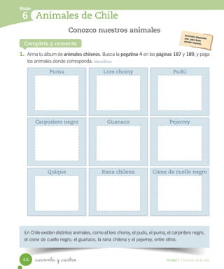 Módulo
Animales de Chile
6
Completa y comenta
En	Chile	existen	distintos	animales,	como	el	loro	choroy,	el	pudú,	el	puma,	el	carpintero	negro,	
el	cisne	de	cuello	negro,	el	guanaco,	la	rana	chilena	y	el	pejerrey,	entre	otros.
1. Arma	tu	álbum	de	animales chilenos.	Busca	la	pegatina 4	en	las	páginas 187	y	189,	y	pega
los	animales	donde	corresponda.	Identificar
Conozco nuestros animales
Puma Loro choroy Pudú
Carpintero negro Guanaco Pejerrey
Quique Rana chilena Cisne de cuello negro
44 Unidad 1 / Ciencias de la vida
_cuarenta y _cuatro
 