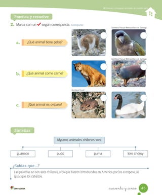 Conocer y comparar animales de nuestro país
Practica y resuelve
2.	 Marca	con	un	 	según	corresponda.	Comparar
Algunos	animales	chilenos	son:
guanaco pudú puma loro	choroy
¿Qué	animal	tiene	pelos?
a.
¿Qué	animal	come	carne?
b.
¿Qué	animal	es	ovíparo?
c.
Sintetiza
Gentileza	Parque	Metropolitano	de	Santiago.
Gentileza	Parque	Metropolitano	de	Santiago.
Gentileza	Conaf.
Las palomas no son aves chilenas, sino que fueron introducidas en América por los europeos, al
igual que los caballos.
¿Sabías que...?
45
_cuarenta y _cinco
 