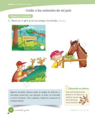 Módulo 6 / Animales de Chile
Observa y comenta
Cuido a los animales de mi país
Algunos	animales	chilenos	están	en	peligro	de	extinción	y	
necesitan	protección,	por	ejemplo,	el	pudú,	la	chinchilla	
y	el	loro	tricahue.	Para	cuidarlos,	debemos	preservar	el	
medioambiente.
1.	 Marca	con	un						la	acción	que	protege	a	los	animales.	Identificar
Todo animal silvestre tiene
derecho a vivir libre en su
ambiente natural.
¡No lo destruyas
ni lo contamines!
Educando en valores
derecho a vivir libre en su
46 Unidad 1 / Ciencias de la vida
_cuarenta y _seis
 