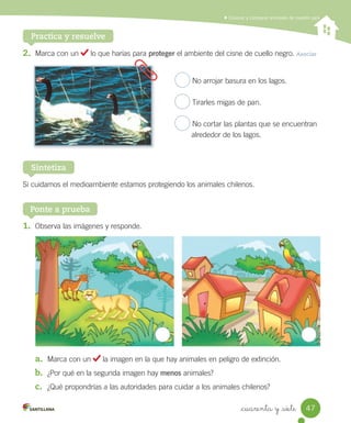 Conocer y comparar animales de nuestro país
Practica y resuelve
1.	 Observa	las	imágenes	y	responde.
a.	 Marca	con	un	 	la	imagen	en	la	que	hay	animales	en	peligro	de	extinción.
b.	 ¿Por	qué	en	la	segunda	imagen	hay	menos	animales?
c.	 ¿Qué	propondrías	a	las	autoridades	para	cuidar	a	los	animales	chilenos?
2.	 Marca	con	un	 	lo	que	harías	para	proteger	el	ambiente	del	cisne	de	cuello	negro.	Asociar
Si	cuidamos	el	medioambiente	estamos	protegiendo	los	animales	chilenos.
Sintetiza
Ponte a prueba
	No	arrojar	basura	en	los	lagos.
	Tirarles	migas	de	pan.
	No	cortar	las	plantas	que	se	encuentran
								alrededor	de	los	lagos.
47
_cuarenta y _siete
 