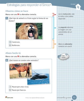 Marca la alternativa
correcta con una X.
La pregunta relaciona
la imagen con una
característica de un
animal.
Lee la instrucción, esta
te indica cómo debes
responder.
Unidad 1
Estrategias	para	responder	el	Simce
Observa cómo se hace
Marca con una la alternativa correcta.
2 ¿Qué tienen en común estos animales?
A Nacen por crías vivas.
B Nacen por huevos.
Ahora hazlo tú
Marca con una la alternativa correcta.
1 ¿Qué tipo de animal es el león según la forma de sus
dientes?
A Carnívoro.
B Herbívoro.
MR
	Simce	es	marca	registrada	del	Ministerio	de	Educación.
MR
51
_cincuenta y _uno
 