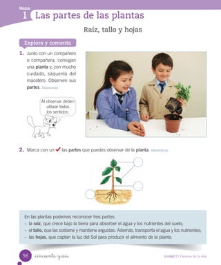 Módulo
1 Las partes de las plantas
Explora y comenta
En	las	plantas	podemos	reconocer	tres	partes:
–	 la	raíz,	que	crece	bajo	la	tierra	para	absorber	el	agua	y	los	nutrientes	del	suelo;
–	 el	tallo,	que	las	sostiene	y	mantiene	erguidas.	Además,	transporta	el	agua	y	los	nutrientes;
–	 las	hojas,	que	captan	la	luz	del	Sol	para	producir	el	alimento	de	la	planta.
1.	 Junto	con	un	compañero	
o	compañera,	consigan	
una	planta	y,	con	mucho	
cuidado,	 sáquenla	 del	
macetero.	Observen	sus	
partes.	Examinar
2.	 Marca	con	un	 	las	partes	que	puedes	observar	de	la	planta.	Identificar
Raíz, tallo y hojas
Al	observar	deben	
utilizar	todos
los	sentidos.
56 Unidad 2 / Ciencias de la vida
_cincuenta y seis
 