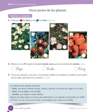 Módulo 1 / Las partes de las plantas
Observa y comenta
La	mayoría	de	las	plantas	presentan:
–	 flores,	que	tienen	distintas	formas,	colores	y	aromas.	Las	flores	dan	origen	a	los	frutos;
–	 frutos,	que	protegen	a	las	semillas;
–	 semillas,	que	originan	nuevas	plantas.
Algunas	de	estas	partes	nos	sirven	para	alimentarnos,	por	ejemplo,	la	alcachofa	y	la	coliflor	
son	flores;	la	uva	y	la	pera	son	frutos;	y	las	lentejas	y	las	arvejas	son	semillas.
1.	 Pinta	con							las	flores	y	con							los	frutos.	Identificar
2.	 Marca	con	un	 	la	parte	de	la	planta	donde crees	que	se	encuentran	las	semillas.	Inferir
	Hoja																																			 	F_ruto																																			 	Raíz
3.	 Toma	una	manzana,	una	pera	o	una	naranja	y	pídele	a	tu	profesora	o	profesor	que	la	parta	
por	la	mitad,	¿qué	tiene	en	su	interior?	Descubrir
Otras partes de las plantas
1
2
3
4
58 Unidad 2 / Ciencias de la vida
_cincuenta y _ocho
 