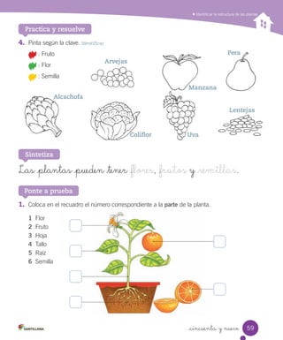 Identificar la estructura de las plantas
4.	 Pinta	según	la	clave.	Identificar
	:	Fruto
	:	Flor
	:	Semilla
Las _plantas _pueden _tener _flores, _frutos y _semillas.
Sintetiza
1.	 Coloca	en	el	recuadro	el	número	correspondiente	a	la	parte	de	la	planta.
1		Flor
2		Fruto
3		Hoja
4		Tallo
5		Raíz
6		Semilla
Ponte a prueba
Practica y resuelve
Arvejas
Alcachofa
Coliflor Uva
Lentejas
Manzana
Pera
59
_cincuenta y nueve
 