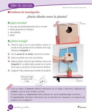 Taller	de	ciencias
¿Cómo lo hago?
1.	 Toma	la	caja	y	con	el	vaso	plástico	marca	un	
círculo	en	las	paredes	de	los	costados	de	la	caja.	
Observa	la	fotografía 1.
2.	 Con	la	ayuda de un adulto,	recorta	los	círculos.
3.	 Coloca	la	planta	cerca	de	una	ventana.
4.	 Sobre	la	planta,	ubica	la	caja	invertida,	como	en	la	
fotografía 2.	La	planta	debe	quedar	en	el	centro	
de	la	caja	y	uno	de	los	círculos	hacia	la	ventana.
5.	 Luego	de	7	días,	observa	qué	sucede	con	la	planta.
Habilidad científica: Observar y experimentar
¿Qué necesito?
•	 una	caja,	de	aproximadamente	20	cm	de	alto
•	 planta	pequeña	en	macetero
•	 vaso	plástico
•	 tijeras
Como	ya	sabes,	al	observar	obtienes	información	de	un	objeto	o	fenómeno,	utilizando	los	
sentidos,	como	la	vista,	el	olfato	y	el	tacto.
Cuando	realizas	un	experimento	estás	probando	de	manera	práctica	algún	fenómeno.
Al	experimentar	obtendrás	información	que	te	permitirá	dar	respuesta	a	la	pregunta	del	
problema	de	investigación.
Problema de investigación
¿Hacia dónde crece la planta?
Recuerda	regar	
la	planta	cada	
2	días.
Fotografía	1
Fotografía	2
64 sesenta y _cuatro
 