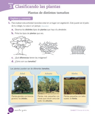 Módulo
Clasificando las plantas
3
Explora y comenta
Las	plantas	pueden	ser	de	diferentes	tamaños.
1.	 Para	realizar	esta	actividad	necesitas	estar	en	un	lugar	con	vegetación.	Este	puede	ser	el	patio	
de	tu	colegio,	tu	casa	o	un	parque.	Descubrir
a.	 Observa	los	distintos	tipos	de	plantas	que	hay	a	tu	alrededor.
b.	 Pinta	los	tipos	de	plantas	que	ves.
c.	 ¿Qué	diferencias	tienen	las	imágenes?
d.	 ¿Cómo	son	sus	tamaños?
Plantas de distintos tamaños
Plantas	grandes	con	troncos	
gruesos:	los	árboles.
Árbol
Plantas	más	pequeñas	con	
ramas	que	crecen	cerca	del	
suelo:	los	arbustos.
Arbusto
Plantas	pequeñas	con	tallos	
suaves:	la	hierba.
Hierba
66 Unidad 2 / Ciencias de la vida
sesenta y seis
 