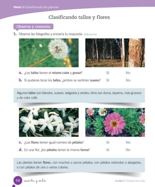 Módulo 3 / Clasificando las plantas
Observa y comenta
Clasificando tallos y flores
Las	plantas	tienen	flores,	con	muchos	o	pocos	pétalos;	con	pétalos	redondos	o	alargados;	
o con	pétalos	de	uno	o	varios	colores.
Algunos	tallos	son	blandos,	suaves,	delgados	y	verdes;	otros	son	duros,	ásperos,	más	gruesos	
y	de	color	café.
1. Observa	las	fotografías	y	encierra	tu	respuesta.	Diferenciar
a. ¿Los	tallos	tienen	el	mismo color	y	grosor? Sí	 No
b. Si	pudieras	tocar	los	tallos,	¿ambos	se	sentirían	suaves?	 Sí No
c. ¿Las	flores	tienen	igual	número	de	pétalos? Sí	 No
d. En	una	flor,	¿los	pétalos	tienen	la	misma	forma? Sí	 No
68 Unidad 2 / Ciencias de la vida
sesenta y _ocho
 