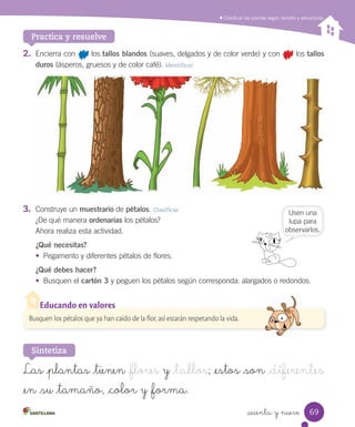 Clasificar las plantas según tamaño y estructuras
Practica y resuelve
2.	 Encierra	con							los	tallos blandos (suaves,	delgados	y	de	color	verde)	y	con							los	tallos
duros (ásperos,	gruesos	y	de	color	café).	Identificar
3.	 Construye	un	muestrario	de	pétalos.	Clasificar
¿De	qué	manera	ordenarías	los	pétalos?
Ahora	realiza	esta	actividad.
¿Qué necesitas?
•	 Pegamento	y	diferentes	pétalos	de	flores.
¿Qué debes hacer?
•	 Busquen	el	cartón 3	y	peguen	los	pétalos	según	corresponda:	alargados	o	redondos.
Las _plantas _tienen _flores y _tallos; _estos _son _diferentes
_en _su _tamaño, _color y _forma.
Sintetiza
Busquen los pétalos que ya han caído de la flor, así estarán respetando la vida.
Educando en valores
Usen	una
lupa	para
observarlos.
69
sesenta y nueve
 