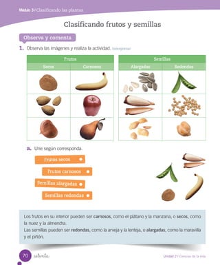 Módulo 3 / Clasificando las plantas
Observa y comenta
Clasificando frutos y semillas
Los	frutos	en	su	interior	pueden	ser	carnosos,	como	el	plátano	y	la	manzana,	o	secos,	como	
la	nuez	y	la	almendra.
Las	semillas	pueden	ser	redondas,	como	la	arveja	y	la	lenteja,	o	alargadas,	como	la	maravilla	
y	el	piñón.
1.	 Observa	las	imágenes	y	realiza	la	actividad.	Interpretar
Frutos Semillas
Secos Carnosos Alargadas Redondas
a.	 Une	según	corresponda.
Semillas redondas
Semillas alargadas
Frutos carnosos
Frutos secos
70 Unidad 2 / Ciencias de la vida
setenta
 