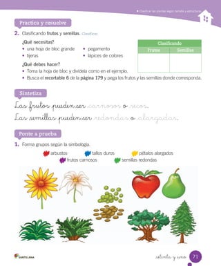 Clasificar las plantas según tamaño y estructuras
Practica y resuelve
2.	 Clasificando	frutos	y	semillas.	Clasificar
¿Qué necesitas?
•	 una	hoja	de	bloc	grande	 •		pegamento
•	 tijeras	 •		lápices	de	colores
¿Qué debes hacer?
•	 Toma	la	hoja	de	bloc	y	divídela	como	en	el	ejemplo.
•	 Busca	el	recortable 6	de	la	página 179	y	pega	los	frutos	y	las	semillas	donde	corresponda.
1.	 Forma	grupos	según	la	simbología.
	arbustos													 	tallos	duros													 	pétalos	alargados
	frutos	carnosos													 	semillas	redondas
Ponte a prueba
Las _frutos _pueden ser _carnosos o _secos.
Las _semillas _pueden ser _redondas o _alargadas.
Sintetiza
Clasificando
Frutos Semillas
71
setenta y _uno
 