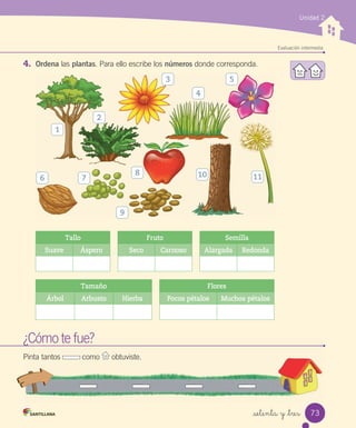 Evaluación intermedia
4.	 Ordena	las	plantas.	Para	ello	escribe	los	números	donde	corresponda.
Tallo Fruto Semilla
Suave Áspero Seco Carnoso Alargada Redonda
Tamaño Flores
Árbol Arbusto Hierba Pocos pétalos Muchos pétalos
Unidad 2
¿Cómo	te	fue?
¿Cómo
¿Cómo te fue?
Pinta	tantos	 	como	 	obtuviste.
1
2
7
9
8
3 5
4
10 11
6
73
setenta y _tres
 