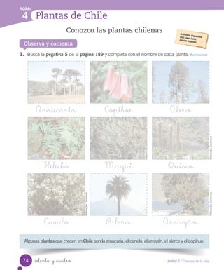 Módulo
Plantas de Chile
4
Observa y comenta
1. Busca	la	pegatina 5	de	la	página 189	y	completa	con	el	nombre	de	cada	planta.	Reconocer
Conozco las plantas chilenas
Algunas	plantas	que	crecen	en	Chile	son	la	araucaria,	el	canelo,	el	arrayán,	el	alerce	y	el	copihue.
Araucaria Copihue Alerce
Helecho Maqui Quisco
Canelo Palma Arrayán
Wikimedia	Commons
Wikimedia	Commons
Wikimedia	Commons
74 Unidad 2 / Ciencias de la vida
setenta y _cuatro
 