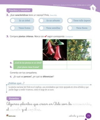 Comparar plantas de Chile y proponer medidas para su cuidado
Practica y resuelve
2.	 ¿Qué	características	tiene	un	naranjo?	Pinta.	Describir
3.	 Compara	plantas chilenas.	Marca	con	 	según	corresponda.	Comparar
Comenta	con	tus	compañeros.
c.		¿En	qué	se	parecen?,	¿en	qué	se	diferencian?
Algunas _plantas _que _crecen _en Chile _son _la _araucaria,
_el _canelo y _el _copihue.
Sintetiza
La planta nacional de Chile es el copihue, una enredadera que crece apoyada en otros árboles y que
puede llegar a medir 4 metros, como el largo de un auto.
¿Sabías que...?
Es un árbol
Tiene frutos
Es un arbusto
Tiene semillas
Tiene tallo áspero
Tiene flores
a.
b.
¿Cuál de las plantas es un árbol?
¿Qué planta tiene frutos?
75
setenta y _cinco
 