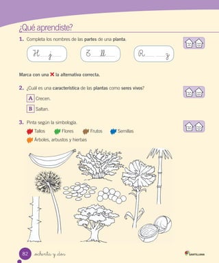 ¿Qué	aprendiste?
1.	 Completa	los	nombres	de	las	partes	de	una	planta.
Marca con una la alternativa correcta.
2.	 ¿Cuál	es	una	característica	de	las	plantas	como	seres vivos?
A 	Crecen.
B 	Saltan.
3.	 Pinta	según	la	simbología.
	Tallos							 	Flores							 	Frutos						 	Semillas
	Árboles,	arbustos	y	hierbas
H _j T _ll R z
82 _ochenta y _dos
 