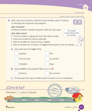 Unidad 2
Evaluación final
Habilidad científica: Observar y experimentar
4. ¿Qué	crees	que	sucederá	si	siembras	varias	semillas	juntas?	Construye
un	almácigo	para	responder	esta	pregunta.
¿Qué necesitas?
Semillas	de	cilantro,	macetero	pequeño,	tierra	de	hoja	y	agua.
¿Qué debes hacer?
• Toma	el	macetero	y	agrega	tierra	de	hoja	hasta	la	mitad.
• Coloca	las	semillas	de	manera	ordenada.
• Tapa	las	semillas	con	tierra	de	hoja	y	riégalas.
• Deja	el	macetero	por	10	días	en	un	lugar	donde	puedan	crecer	las	plantas.
a. ¿Qué	debe	tener	ese	lugar?	Pinta.
	Juguetes	 	Aire
	Tierra	de	hoja	 	Luz	del	Sol
	Ampolleta	 	Agua
b. ¿Qué	sucedió	con	las	plantas?	Marca	con	un	 .
	Crecieron	 	No	crecieron
c. ¿Pueden	germinar	varias	semillas	juntas?	Comenta	con	tus	compañeros.
¿Cómo	te	fue?
¿Cómo
¿Cómo te fue?
Pinta	tantos	 	como	 	obtuviste.
Busca
Prepara	la
prueba	2
No	pongas
mucha	tierra	sobre
las	semillas.
83
_ochenta y _tres
 