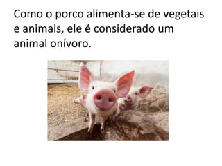 Como o porco alimenta-se de vegetais
e animais, ele é considerado um
animal onívoro.
 