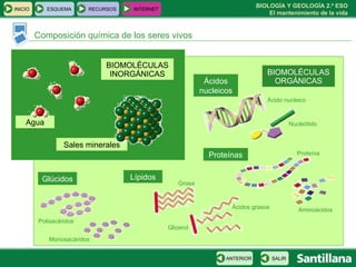 Composición química de los seres vivos Agua Sales minerales BIOMOLÉCULAS INORGÁNICAS BIOMOLÉCULAS ORGÁNICAS Glúcidos Lípidos Proteínas Ácidos nucleicos Polisacáridos Monosacáridos Grasa Glicerol Ácidos grasos Aminoácidos Proteína Nucleótido Ácido nucleico INICIO ESQUEMA RECURSOS INTERNET SALIR ANTERIOR 
