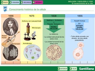 Conocimiento histórico de la célula 1666 Robert  Hooke Corcho Microscopio 1675 Anthony van Leeuwenhoek Microscopio Animálculos 1838 Matthias J. Schleiden y Theodor  Schwann TEORIA CELULAR La célula es: La unidad estructural de los seres vivos La unidad funcional de los seres vivos 1855 Rudolf Virchow 3. er  principio TEORÍA CELULAR Toda célula procede, por división, de otra célula preexistente. INICIO ESQUEMA RECURSOS INTERNET SALIR ANTERIOR 