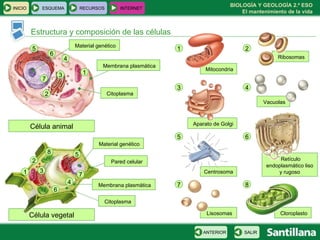 Cloroplasto Lisosomas Retículo endoplasmático liso y rugoso Centrosoma Vacuolas Aparato de Golgi Ribosomas Mitocondria Estructura y composición de las células Célula animal Célula vegetal 1 1 2 2 3 3 4 4 5 5 6 6 7 7 8 1 Membrana plasmática Citoplasma Material genético 2 3 4 5 6 7 8 Membrana plasmática Material genético Pared celular Citoplasma INICIO ESQUEMA RECURSOS INTERNET SALIR ANTERIOR 