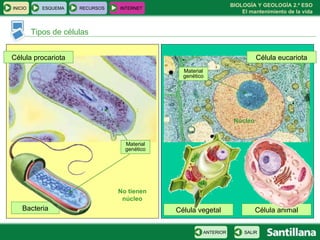 Tipos de células Célula procariota Célula eucariota Célula vegetal Célula animal Bacteria Núcleo Material genético Material genético No tienen núcleo INICIO ESQUEMA RECURSOS INTERNET SALIR ANTERIOR 