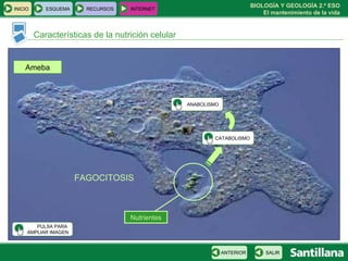 Características de la nutrición celular Ameba Nutrientes FAGOCITOSIS PULSA PARA  AMPLIAR IMAGEN INICIO ESQUEMA RECURSOS INTERNET SALIR ANTERIOR CATABOLISMO ANABOLISMO 