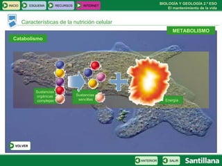 Características de la nutrición celular METABOLISMO Catabolismo Sustancias  orgánicas  complejas Energía Sustancias  sencillas INICIO ESQUEMA RECURSOS INTERNET SALIR ANTERIOR VOLVER 