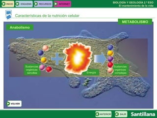 Características de la nutrición celular METABOLISMO Anabolismo Energía Sustancias  orgánicas  sencillas Sustancias  orgánicas  complejas INICIO ESQUEMA RECURSOS INTERNET SALIR ANTERIOR VOLVER 
