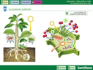 La nutrición autótrofa 1 2 3 4 PULSA SOBRE LOS  NÚMEROS PARA AMPLIAR INICIO ESQUEMA RECURSOS INTERNET SALIR ANTERIOR 