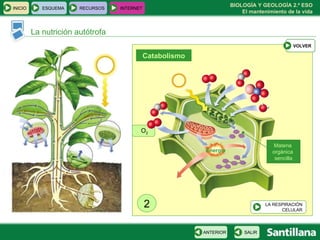 O 2 La nutrición autótrofa Materia  orgánica  sencilla 2 Energía Catabolismo INICIO ESQUEMA RECURSOS INTERNET SALIR ANTERIOR VOLVER LA RESPIRACIÓN CELULAR 