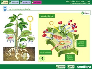 Otras funciones La nutrición autótrofa Materia  orgánica  compleja Energía Materia  orgánica  sencilla Anabolismo 4 INICIO ESQUEMA RECURSOS INTERNET SALIR ANTERIOR VOLVER 