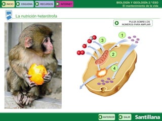 La nutrición heterótrofa 1 2 3 4 PULSA SOBRE LOS  NÚMEROS PARA AMPLIAR INICIO ESQUEMA RECURSOS INTERNET SALIR ANTERIOR 
