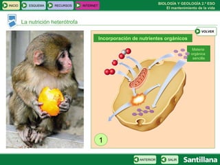 La nutrición heterótrofa 1 Incorporación de nutrientes orgánicos Materia  orgánica  sencilla INICIO ESQUEMA RECURSOS INTERNET SALIR ANTERIOR VOLVER 
