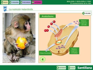 La nutrición heterótrofa 4 Materia  orgánica  sencilla Anabolismo Otras funciones Energía Materia  orgánica  compleja INICIO ESQUEMA RECURSOS INTERNET SALIR ANTERIOR VOLVER 