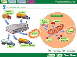Materia  orgánica Oxígeno Dióxido de carbono Agua La respiración celular MITOCONDRIA Dióxido  de carbono Agua CO 2 H 2 O O 2 Energía Oxígeno Materia  orgánica Energía INICIO ESQUEMA RECURSOS INTERNET SALIR ANTERIOR LA NUTRICIÓN HETERÓTROFA LA NUTRICIÓN AUTÓTROFA 