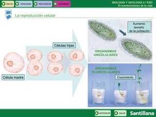La reproducción celular ORGANISMOS UNICELULARES ORGANISMOS PLURICELULARES Célula madre Células hijas Aumento  tamaño  de la población Crecimiento INICIO ESQUEMA RECURSOS INTERNET SALIR ANTERIOR 