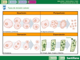 Tipos de división celular Esporas En hongos, algas, musgos y helechos En algunos protozoos En levaduras En bacterias y protozoos INICIO ESQUEMA RECURSOS INTERNET SALIR ANTERIOR Esporulación Gemación Pluripartición Bipartición 