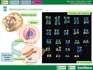 Célula eucariota Material genético y cromosomas Núcleo Cariotipo (ser humano) Cromatina Antes de la división celular Cromosomas 46 cromosomas INICIO ESQUEMA RECURSOS INTERNET SALIR ANTERIOR 